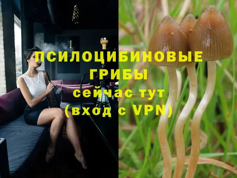 Галлюциногенные грибы Psilocybe  где можно купить наркотик  Болхов 